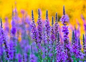 显卡杀手？《魔戒：咕噜》4090 4K光追只有48FPS