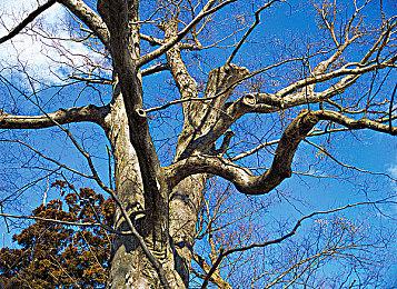 《博德之门3》Xbox版可能要等到明年才发售